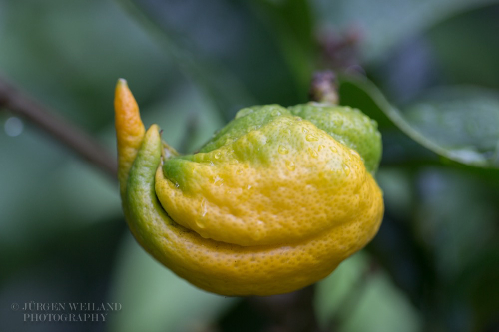 Citrus medica Digitata Buddhas Hand.jpg