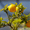 Citrus myrtifolia Koenigs Mandarine Kings-Orange.jpg