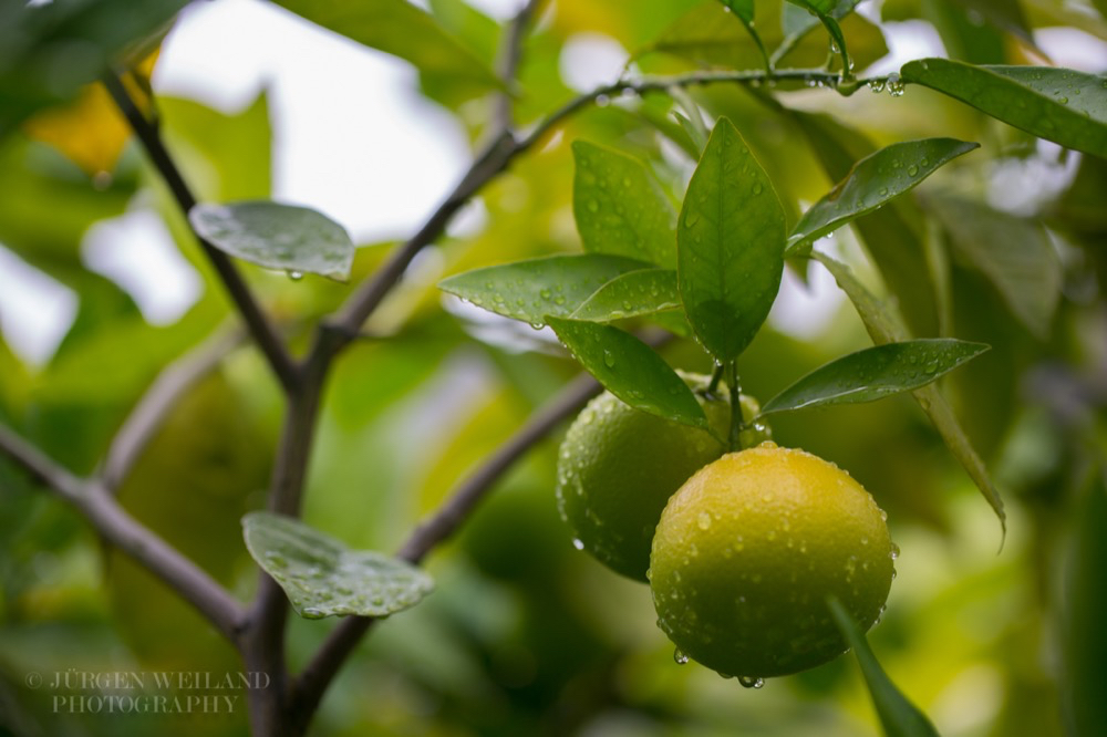 Citrus sinensis L Osbeck  Apfelsine Orange.jpg