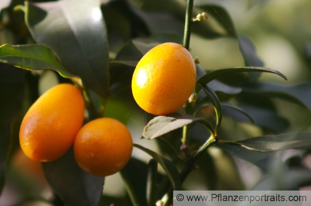 Fortunella margarita Ovale Kumquat Oval Kumquat.jpg