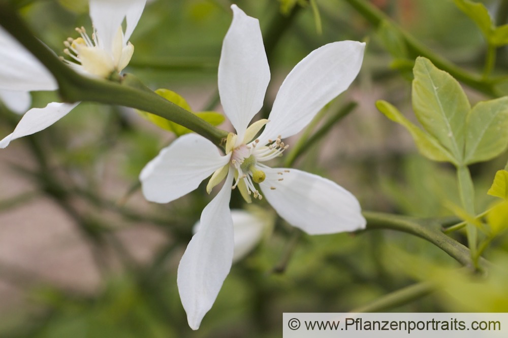 Poncirus trifoliata Bitterorange Bitter Orange 5.jpg