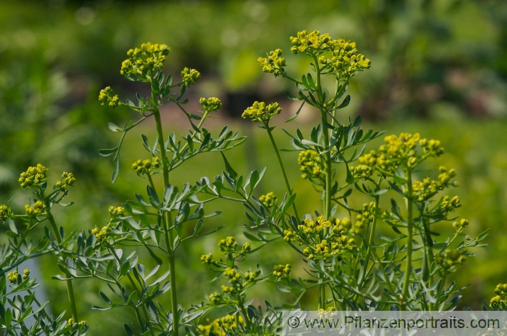 Ruta graveolens Weinraute Garden Rue 4.jpg