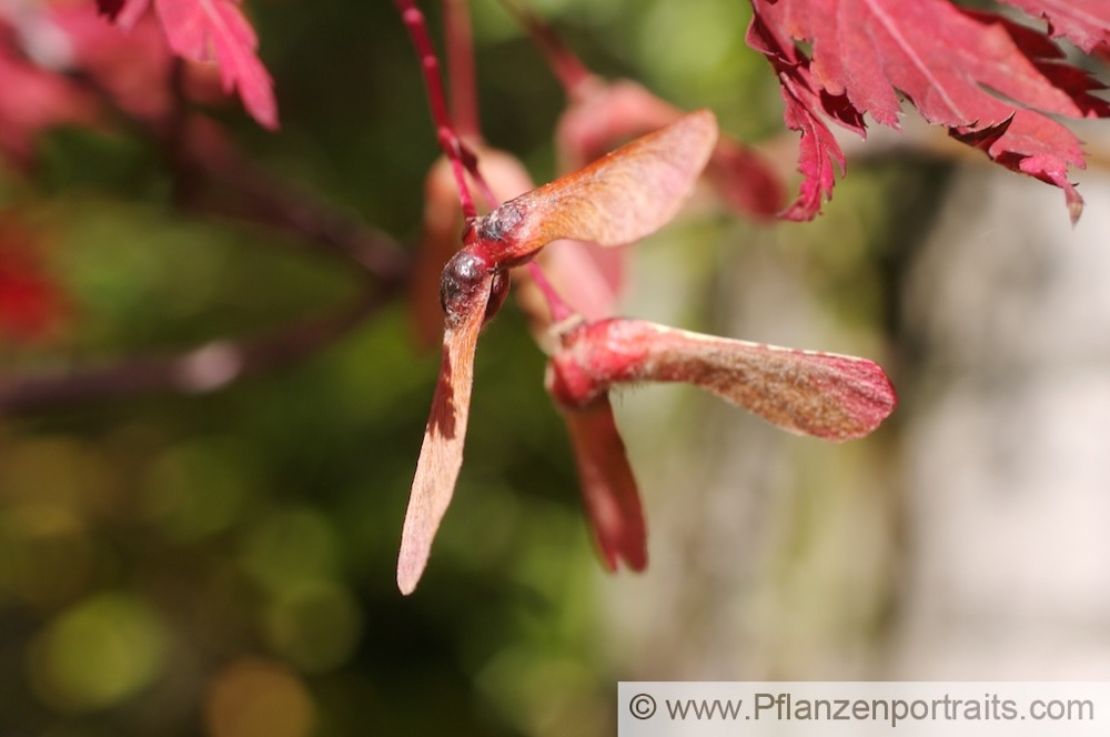 Acer japonicum Japanischer Ahorn Japanese Maple 2.jpg