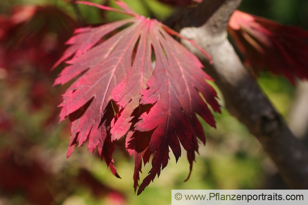 Acer japonicum Japanischer Ahorn Japanese Maple.jpg