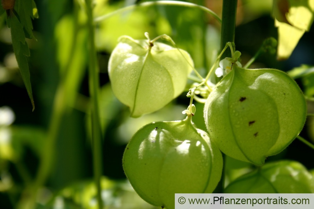 Cardiospermum halicacabum Ballonwein Herzsame  Balon Vine Heart Pea.jpg