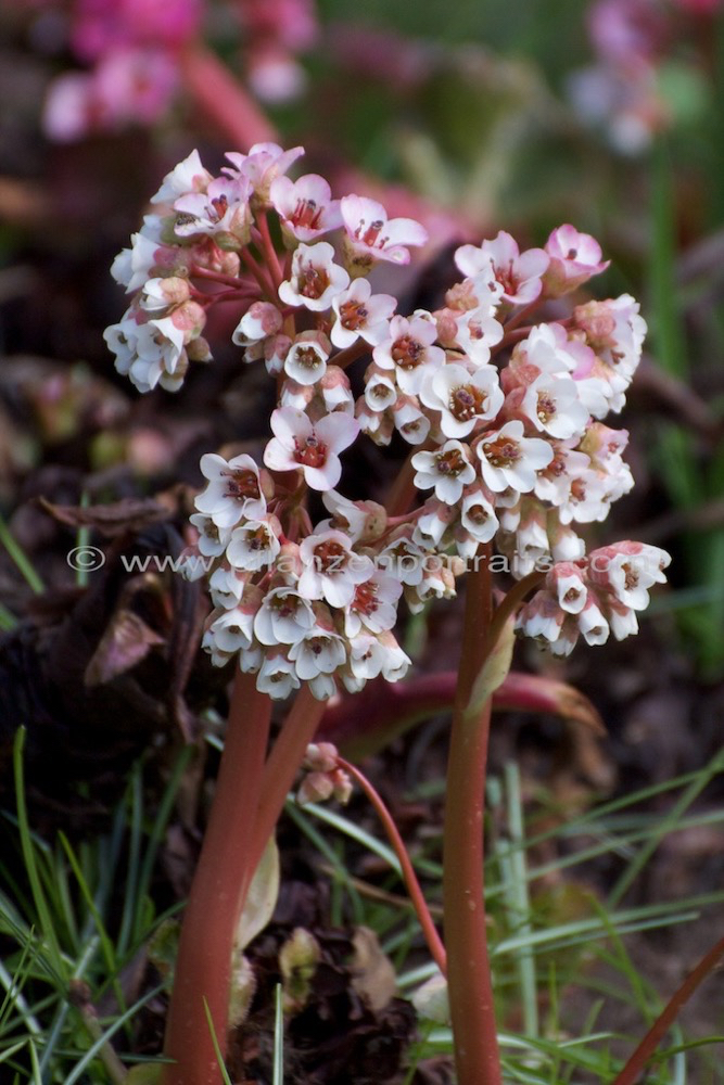 Bergenia ciliata Kaschmir Bergenie 2.jpg