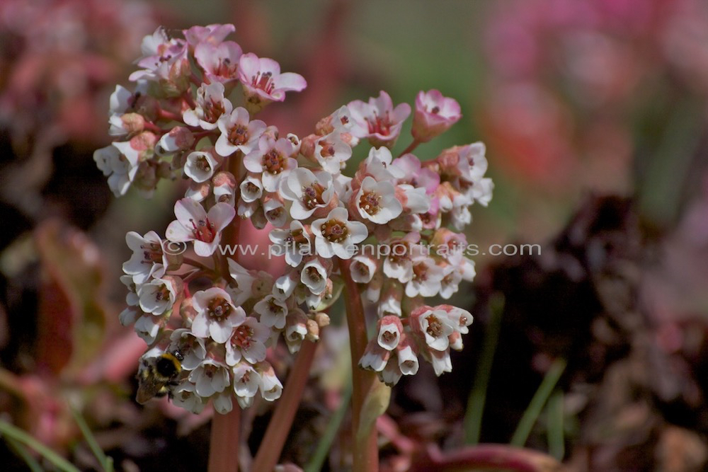 Bergenia ciliata Kaschmir Bergenie 3.jpg