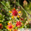 Saxifraga aizoides Fetthennen Steinbrech Yellow Mountain Saxifrage.jpg