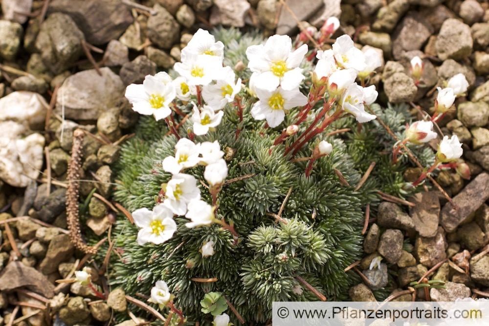 Saxifraga burseriana Bursers Steinbrech.jpg