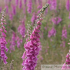 Digitalis purpurea Roter Fingerhut Purple Foxglove 4.jpg