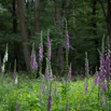 Digitalis purpurea Roter Fingerhut Purple Foxglove.jpg