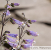 Penstemon azureus Himmelblauer Bartfaden Azure Beardtongue.jpg