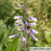 Penstemon hirsutus Rauhaariger Bartfaden Hairy Beardtongue.jpg