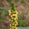 Verbascum nigrum Schwarze Koenigskerze Dark Mullein 4.jpg