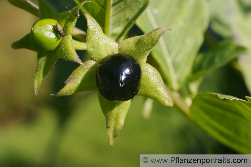 Atropa belladonna Tollkirsche Deadly nightshade 3.jpg