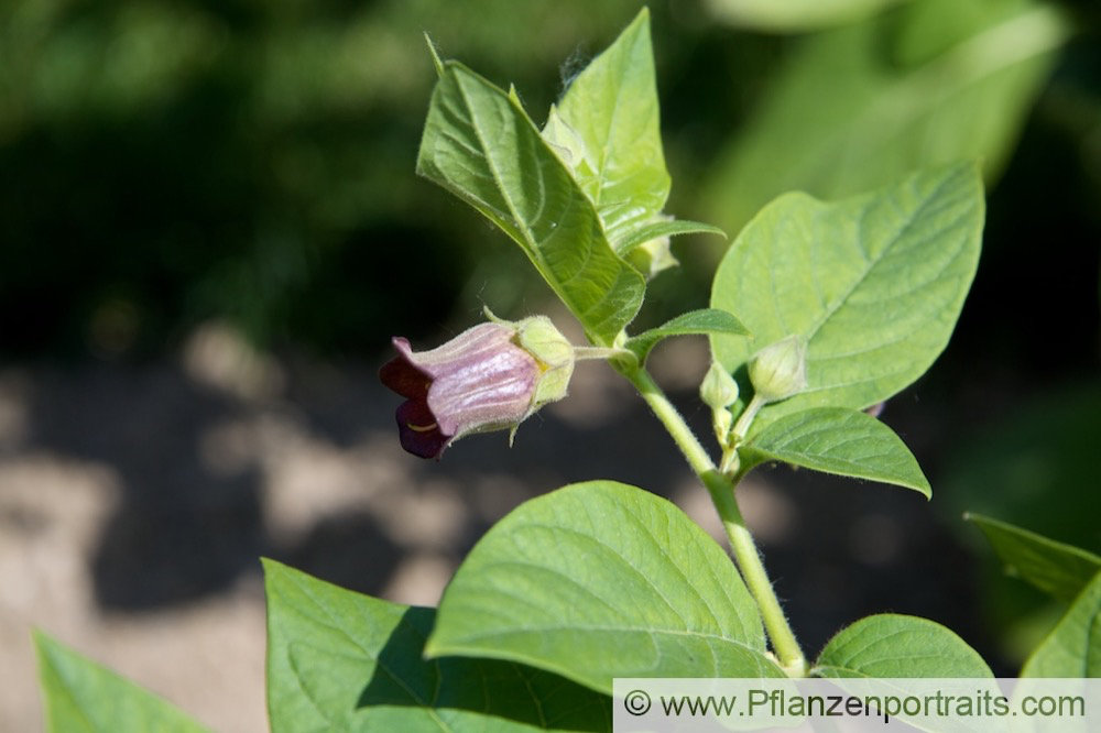 Atropa belladonna Tollkirsche Deadly nightshade 5.jpg