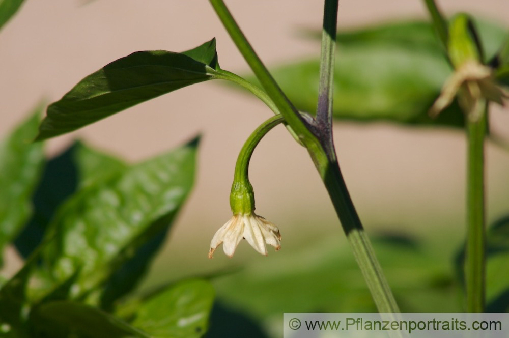 Capsicum annuum Spanischer Pfeffer_Paprika Green Paprika Red Pepper.jpg