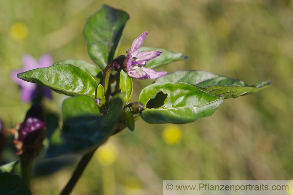 Capsicum Ecuador Purple Chilli Red Pepper.jpg