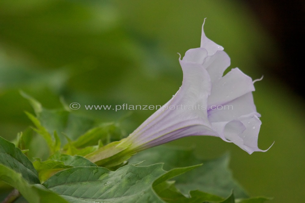 Datura stramonium Stechapfel Thorn Apple 2.jpg