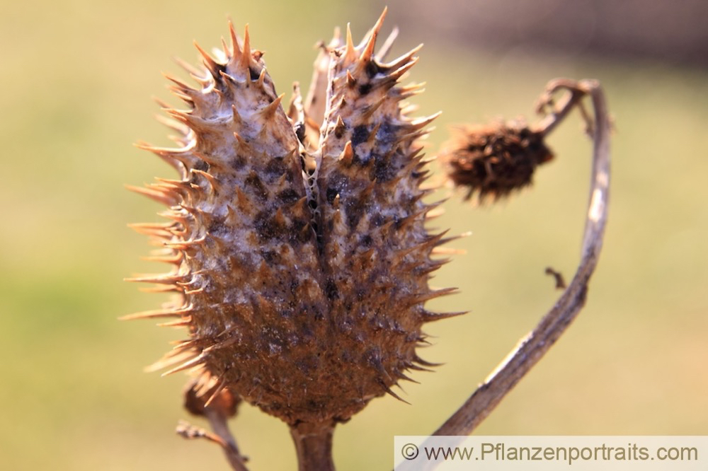 Datura stramonium Stechapfel Thorn Apple 4.jpg