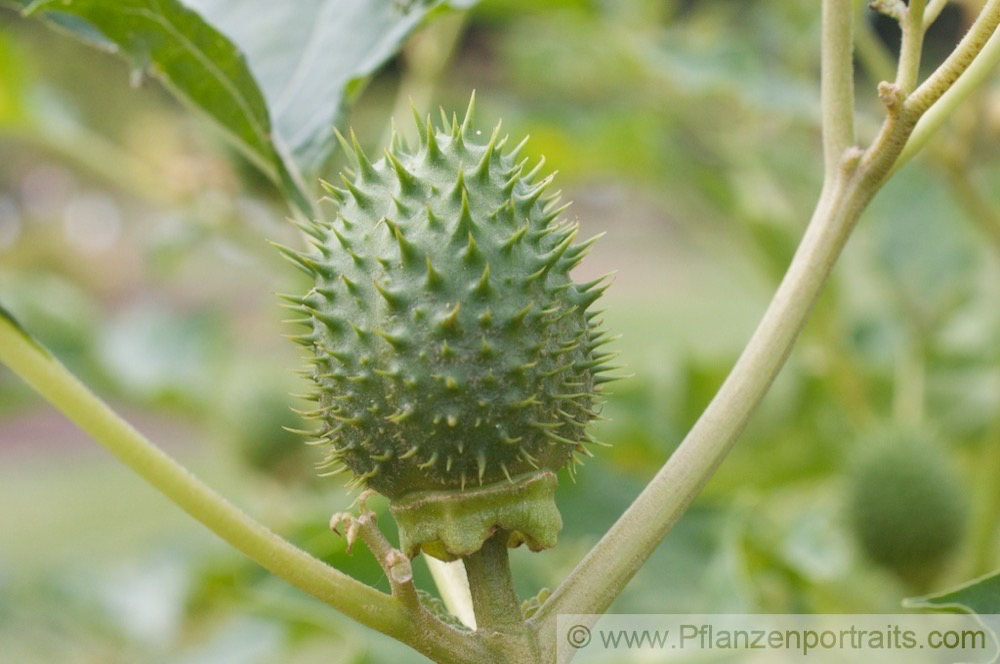 Datura stramonium Stechapfel Thorn Apple 5.jpg