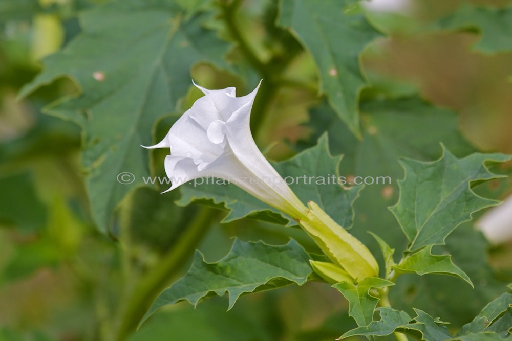 Datura stramonium Stechapfel Thorn Apple 6.jpg