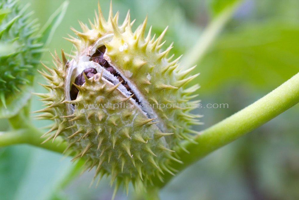 Datura stramonium Stechapfel Thorn Apple 7.jpg