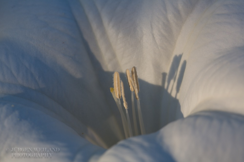 Datura wrightii Sacred Datura 2.jpg