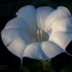 Datura wrightii Sacred Datura.jpg