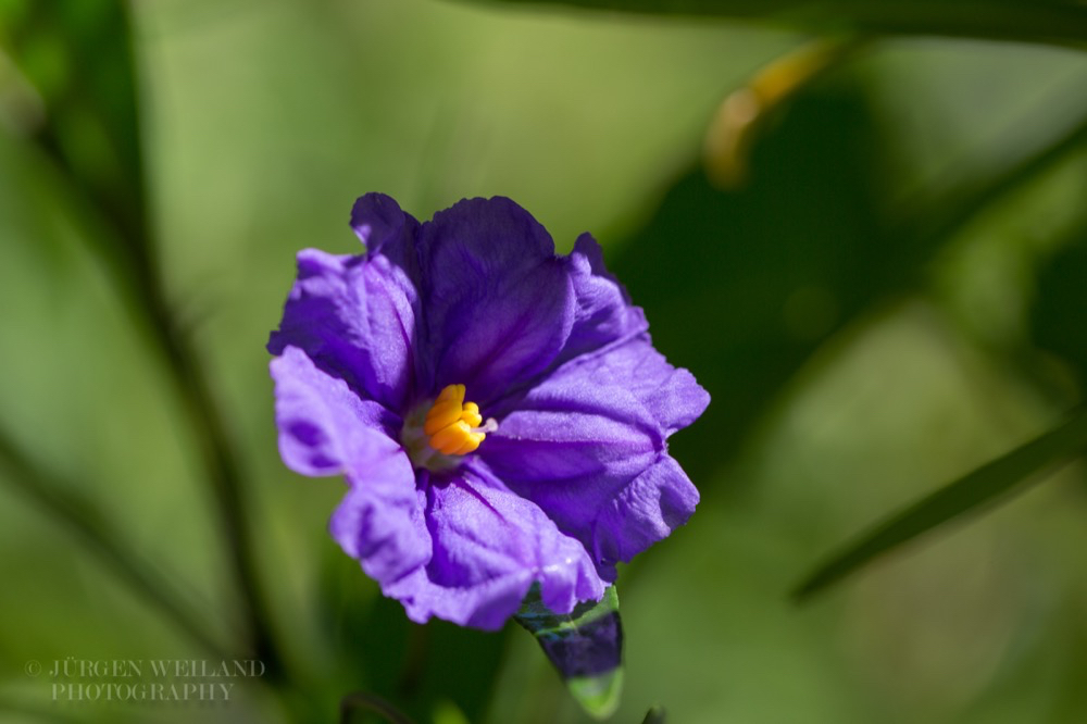 Lycianthes rantonnetii Kartoffelbaum Blue Potato Bush.jpg