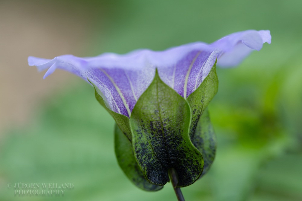 Nicandra physalodes Giftbeere Apple of Peru 3.jpg