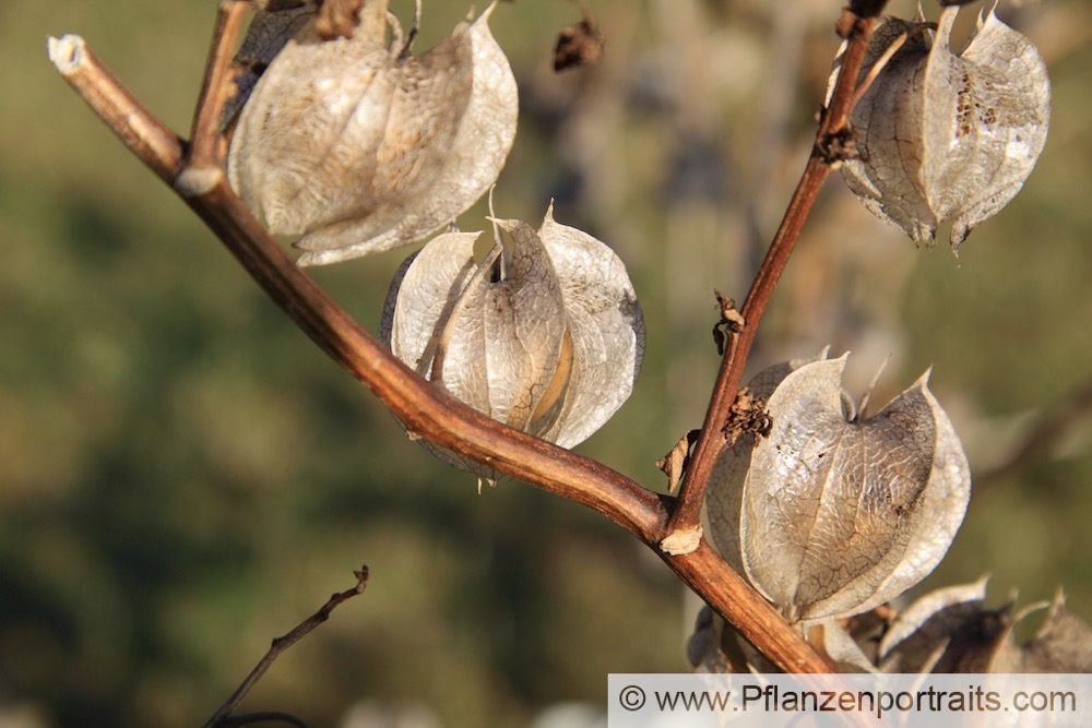 Nicandra physalodes Giftbeere Apple of Peru.jpg