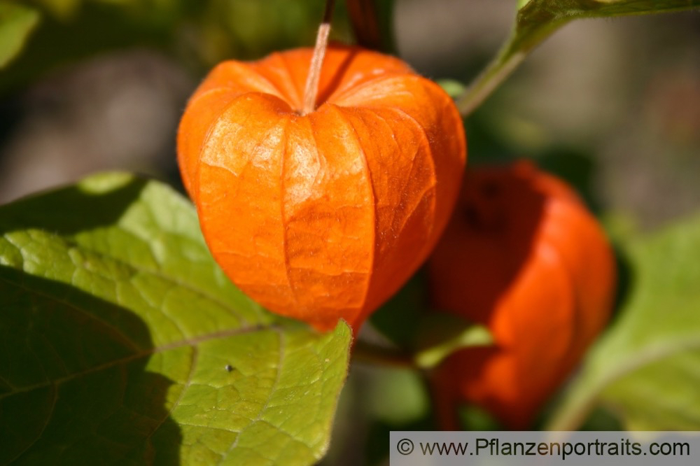 Physalis alkekengi Wilde Blasenkirche Strawberry Tomato.jpg