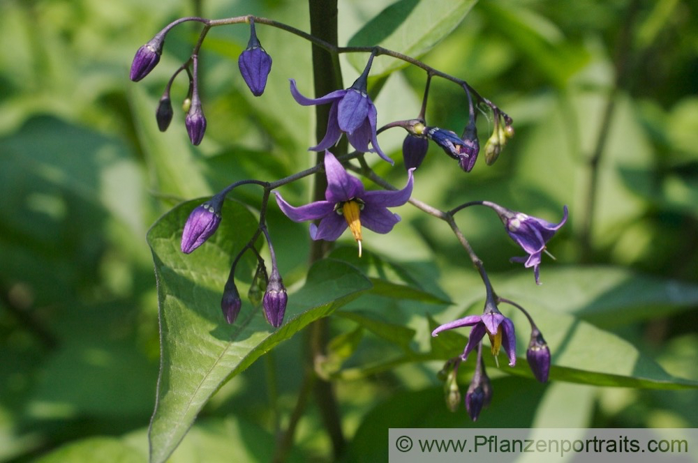 Solanum dulcamara Bittersüsser Nachtschatten Woody Nightshade 4.jpg