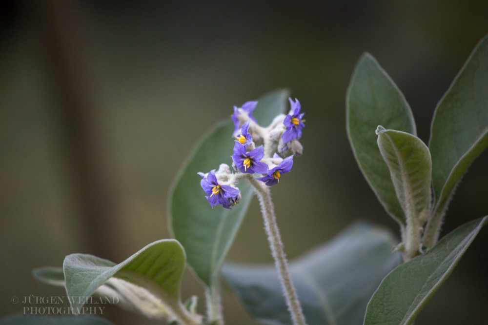 Solanum mauritianum Wolliger Nachtschatten  Wooly Nightshade .jpg