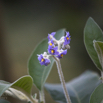 Solanum mauritianum Wolliger Nachtschatten  Wooly Nightshade .jpg