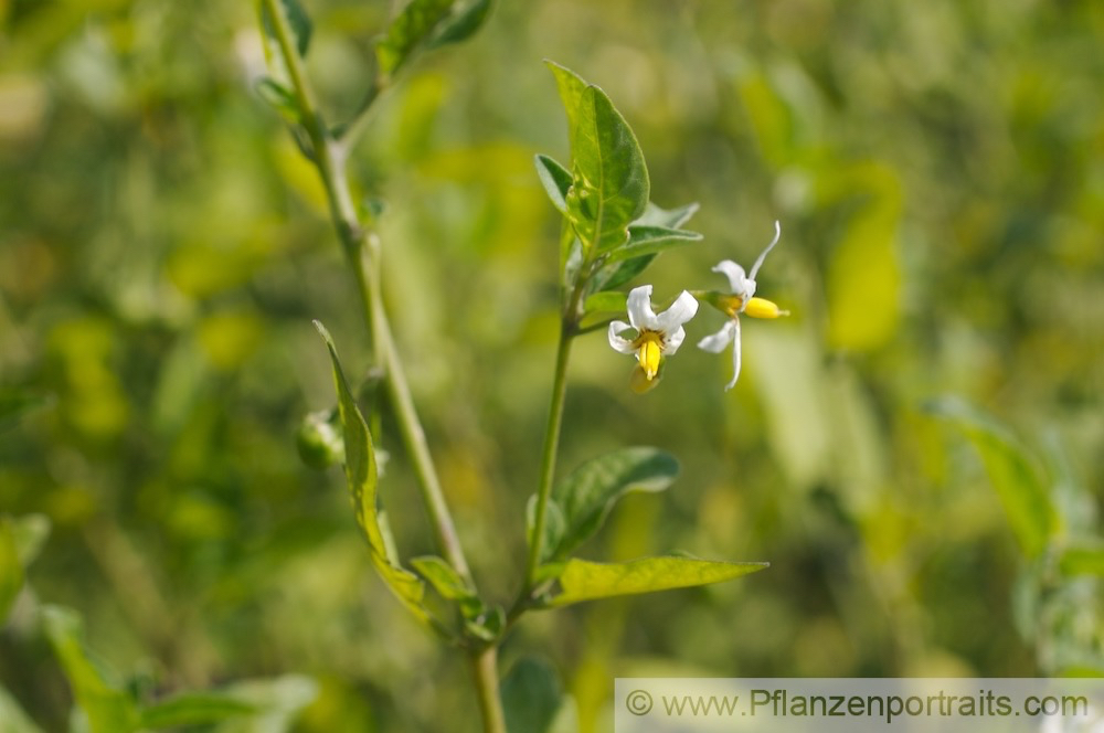 Solanum nigrum Schwarzer Nachtschatten Black Nightshade.jpg