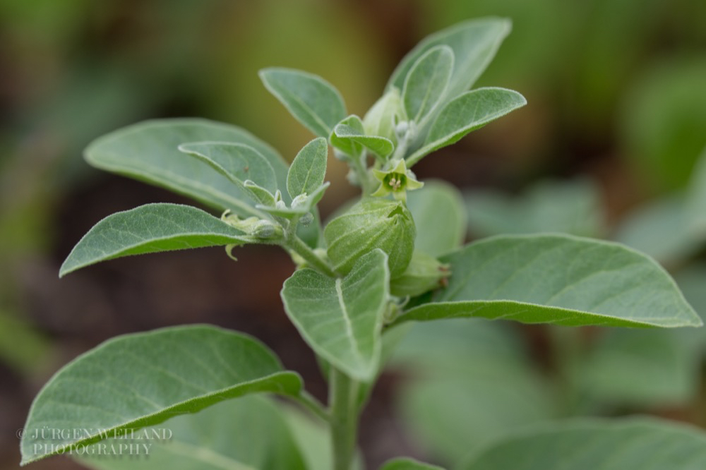 Withania somnifera Schlafbeere Indian Ginseng.jpg