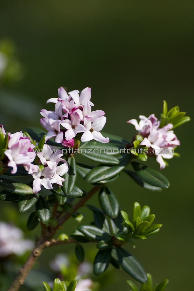 Daphne acutiloba_2.jpg