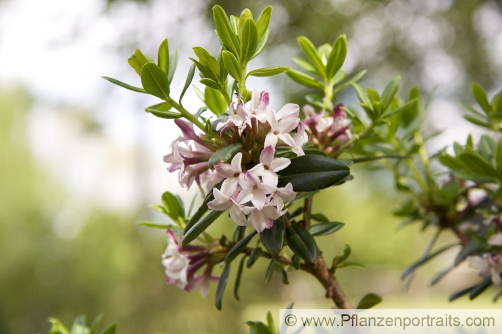 Daphne acutiloba_3.jpg