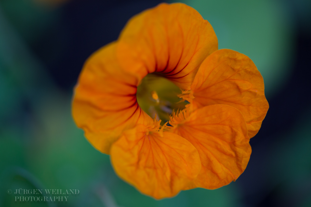 Tropaeolum majus Kapuzinerkresse Garden nasturtium-5.jpg