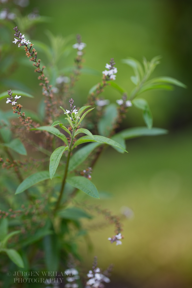 Aloysia triphylla Zitronen-Verbene Lemon Verbena.jpg