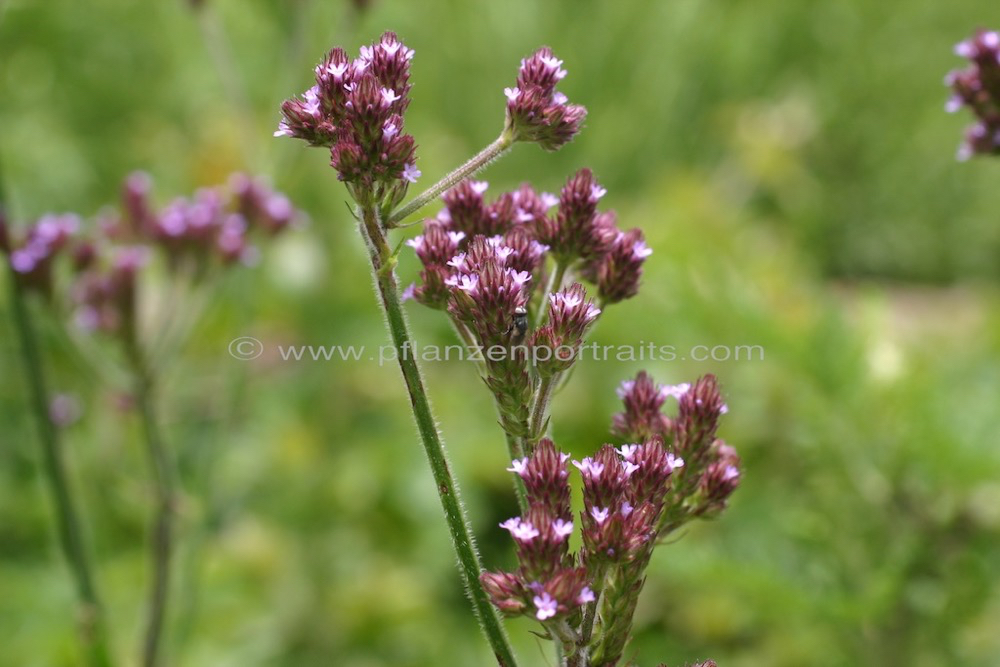 Verbena bonariensis Tall Verbena 2.jpg