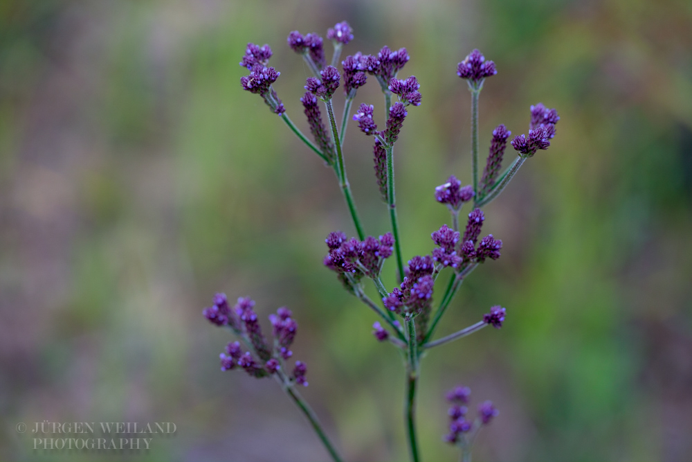 Verbena bonariensis Tall Verbena.jpg