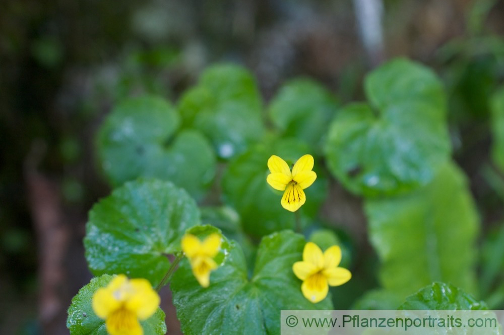 Viola biflora Zweibluetiges Veilchen Yellow Wood Violet 3.jpg